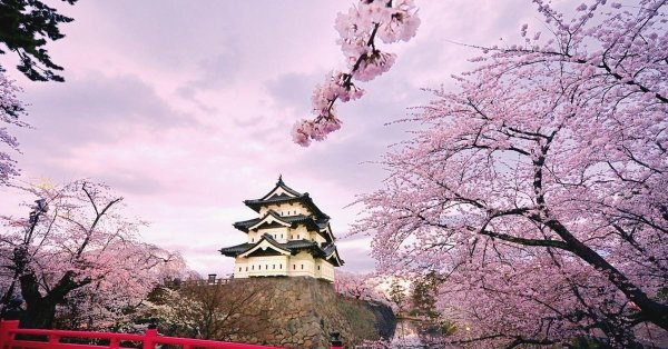 цветение сакуры