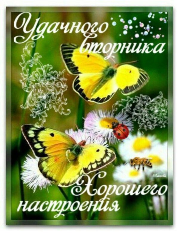 бабочка открытка