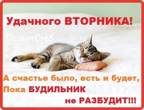 вторник котики