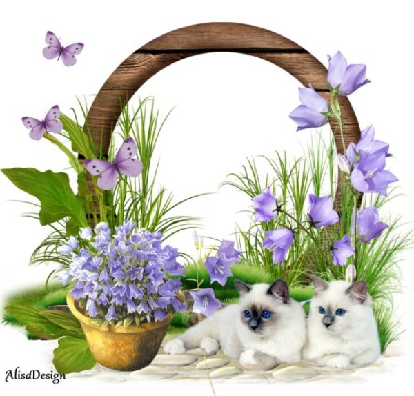 тайские кошки