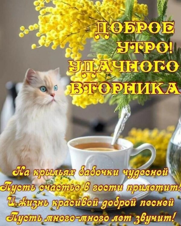 с добрым утром вторника открытки