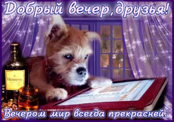с добрым вечером прикольные