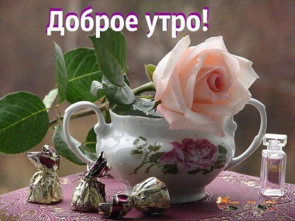 натюрморт с розами