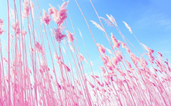 pink grass