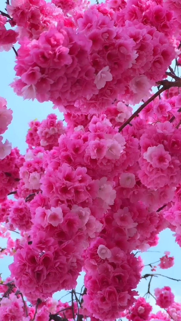 сакура махровая цветение