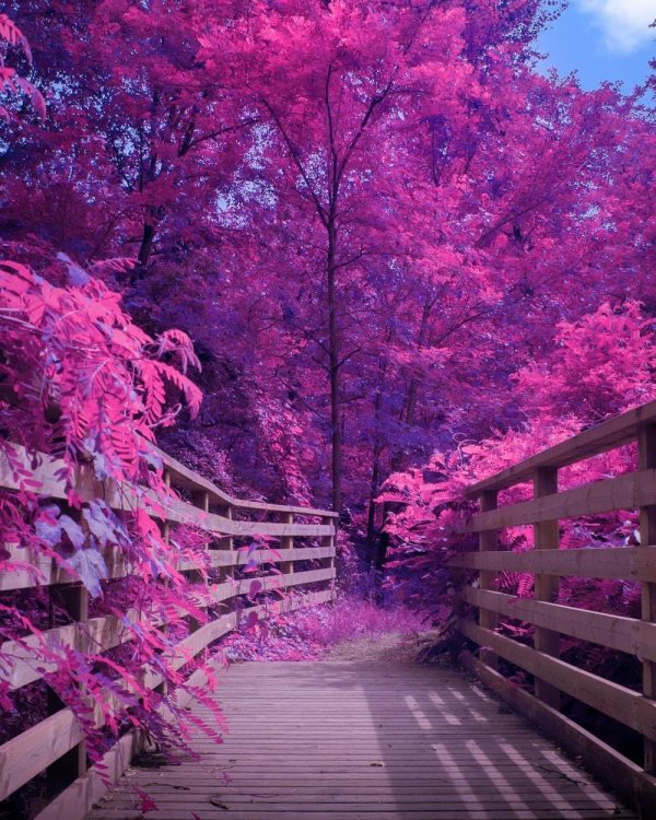 фиолетовый лес