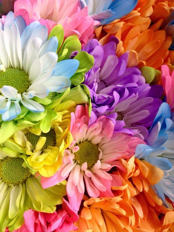 радужная кустовая хризантема