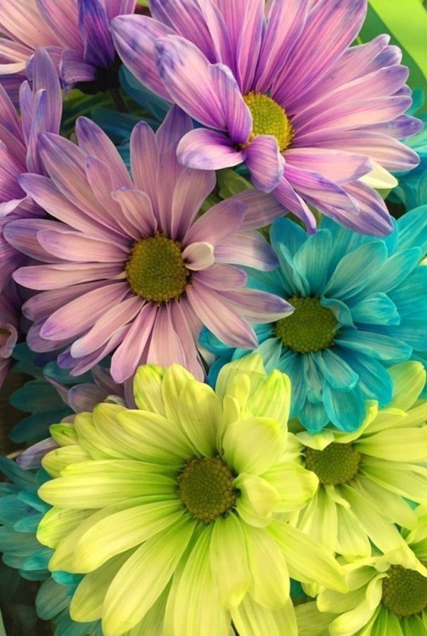 разноцветные хризантемы