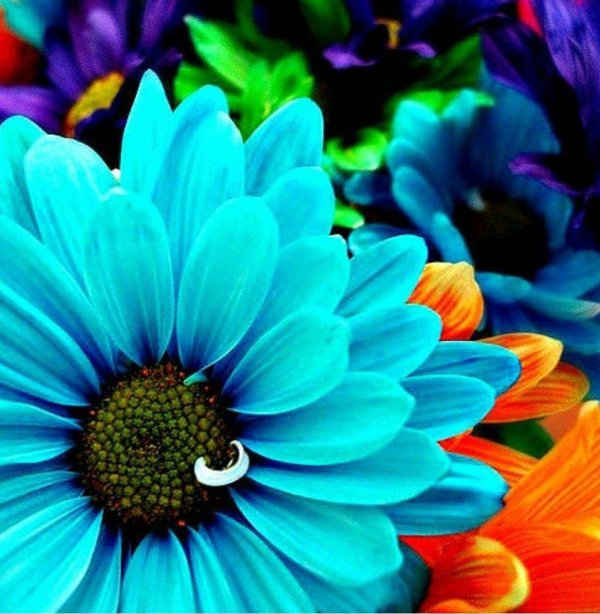 красочные цветы