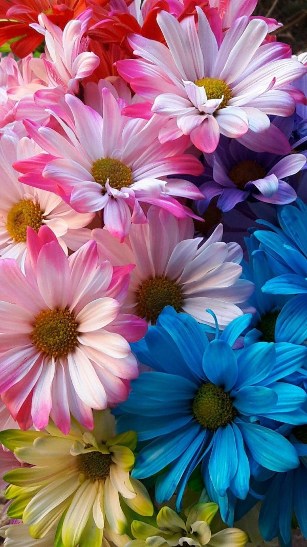 цветок яркий