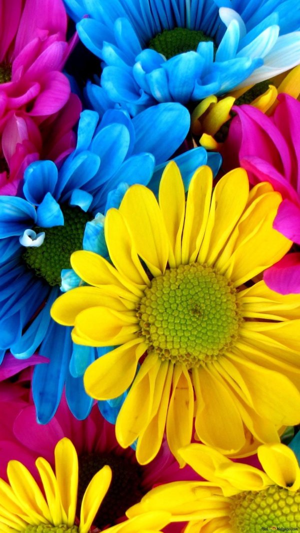 яркие цвета