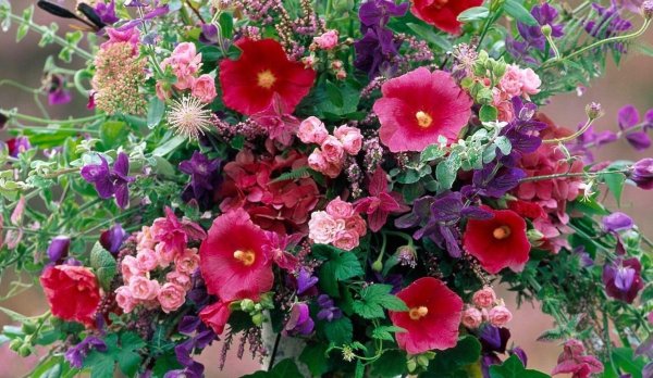 мальва alcea rosea