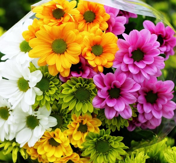 хризантемы кустовые