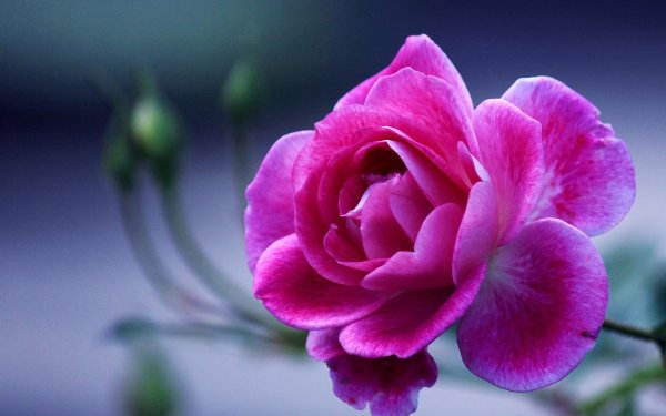 роза аудабе