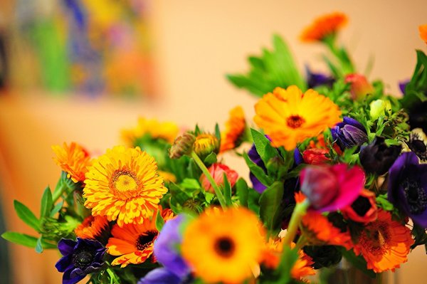 цветок календула