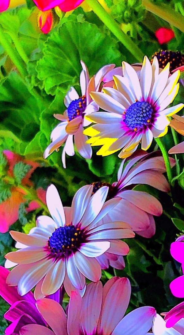 цветок красивый