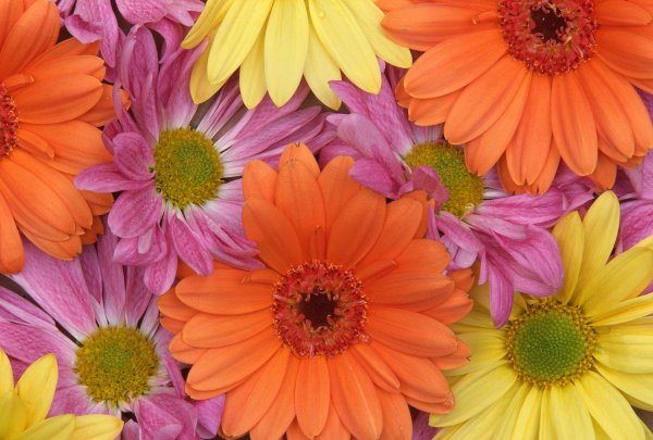 герберы разноцветные