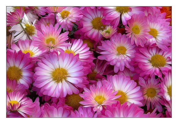 цветок хризантемы