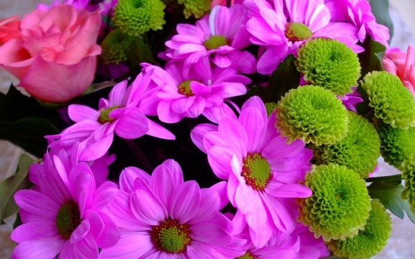 хризантема роуз