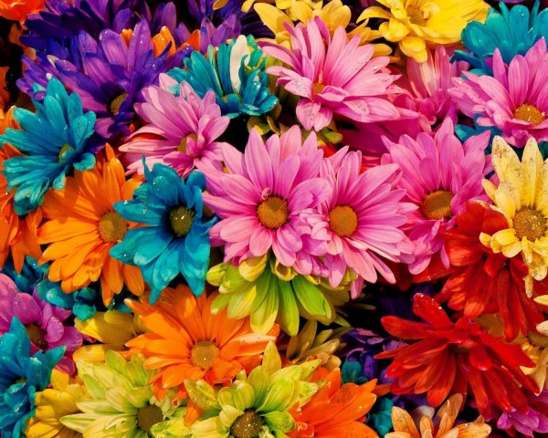радужный цветок дейзи