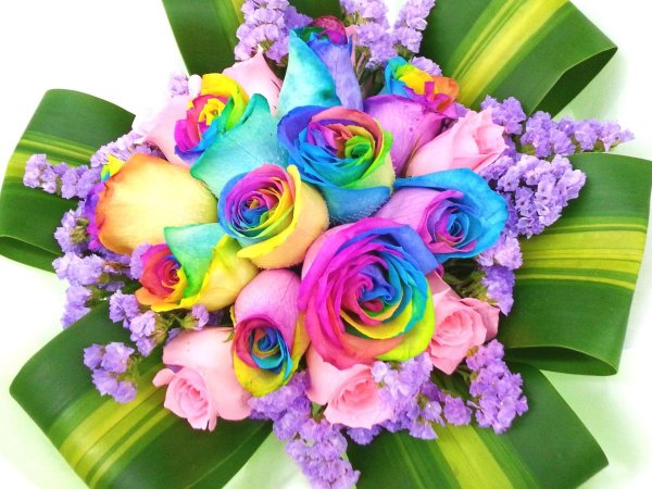 радужная роза