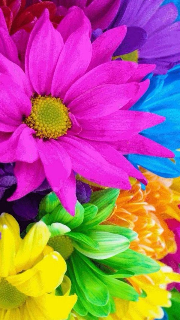 цветок разноцветный