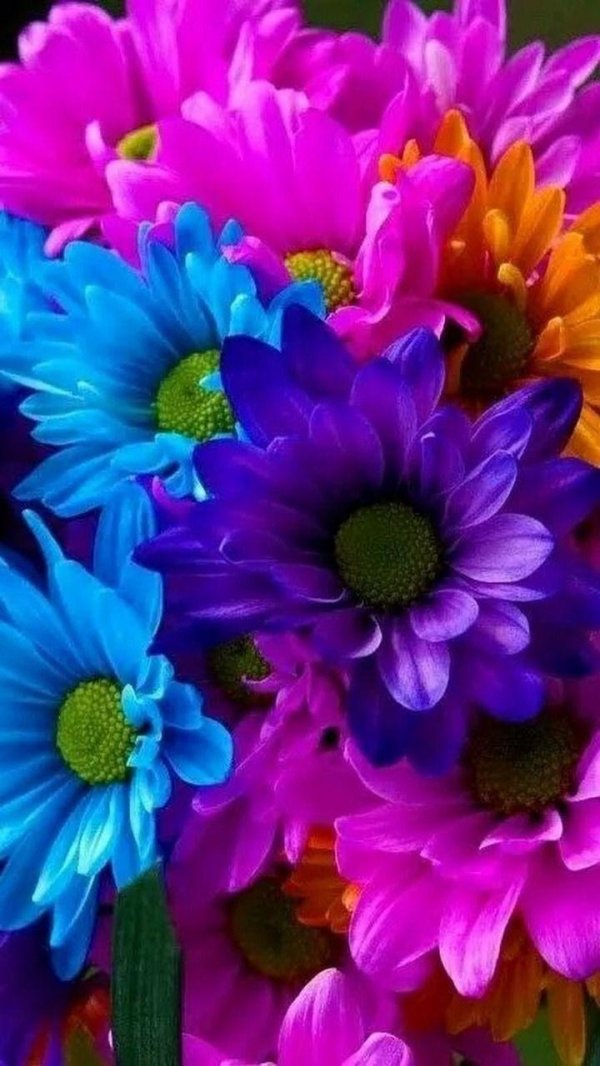 разноцветные цветы