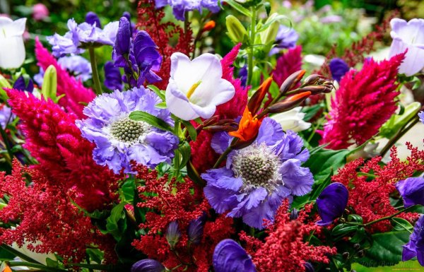 скабиоза кавказская