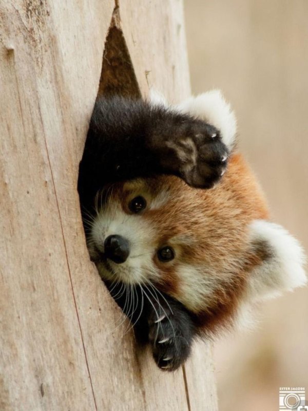 красная панда