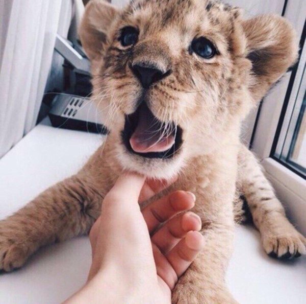 домашний львенок