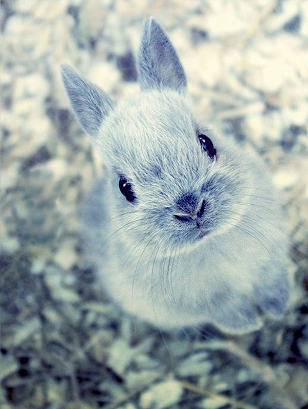 белые кролики