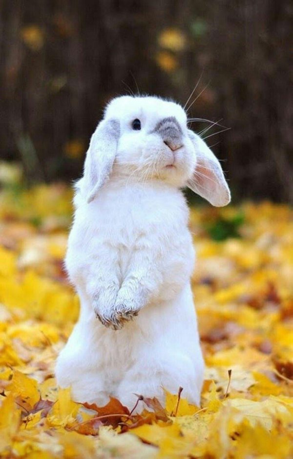 заяц в осеннем лесу