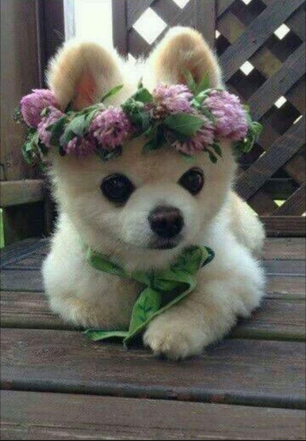 шпиц шунсуке