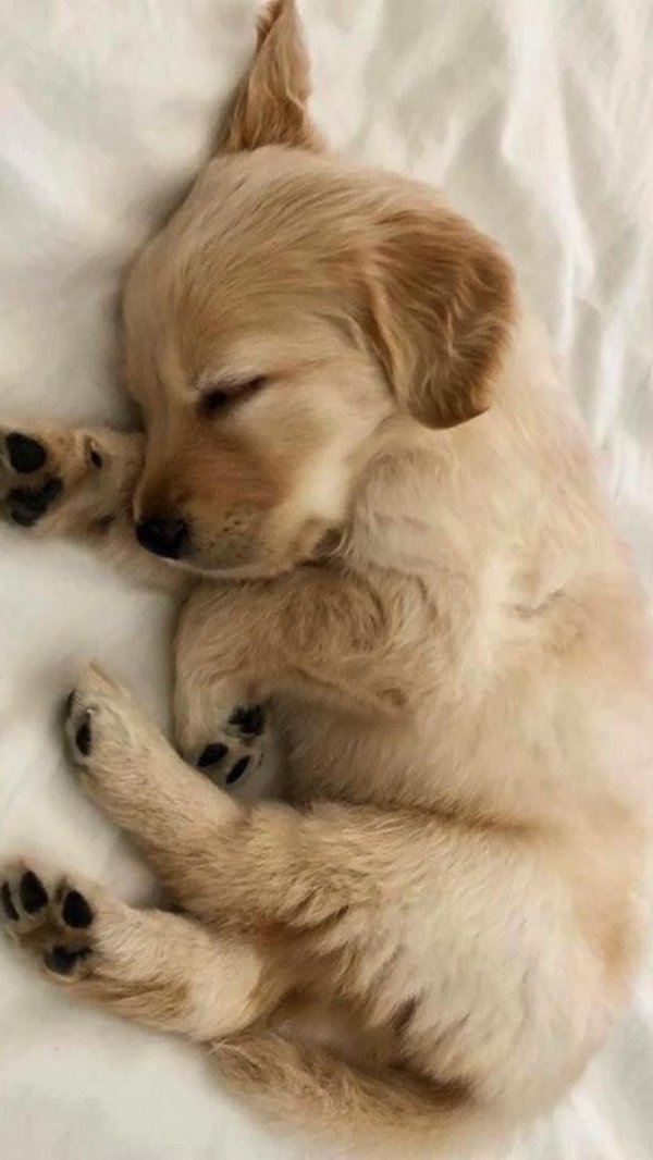 голден ретривер