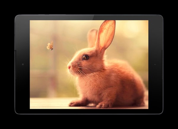 милый кролик