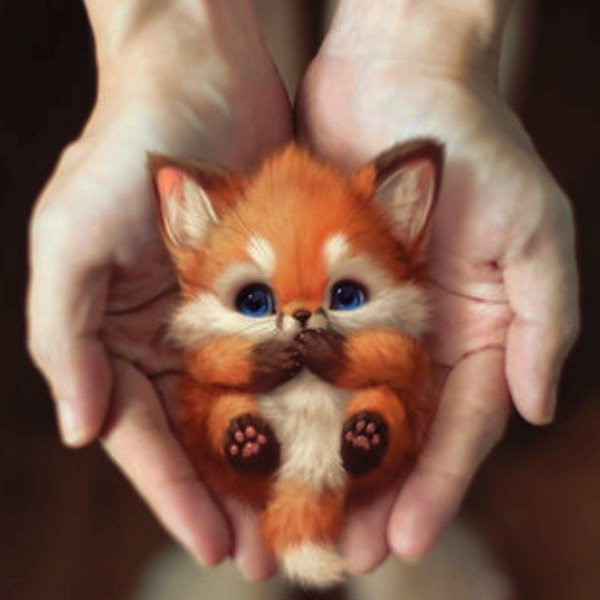 маленькие лисята