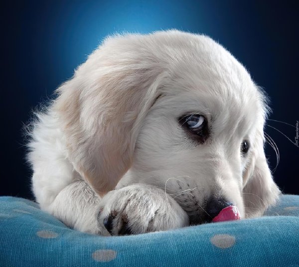 щенок скучает