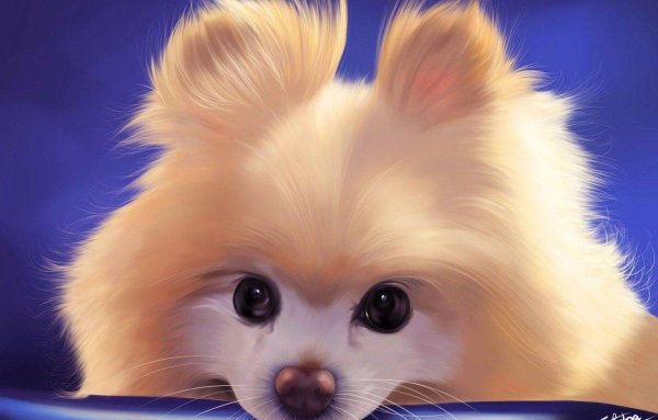 шпиц померанский art