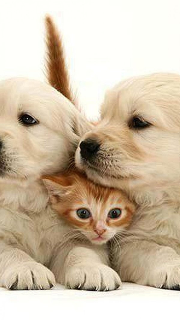 собачка и кошечка