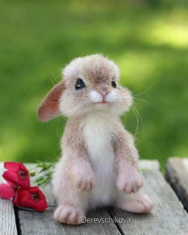 милая зайка