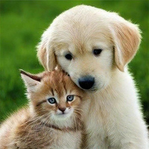 про животных