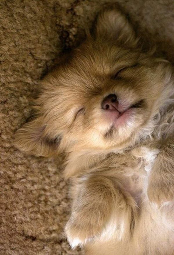 сонные щенки