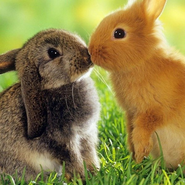 зайчики любовь