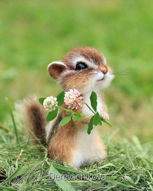 маленький бурундучок