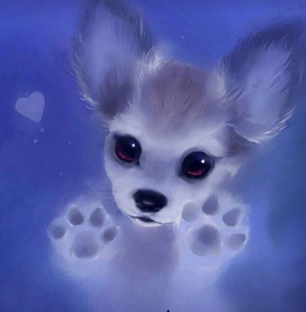 собака чихуахуа