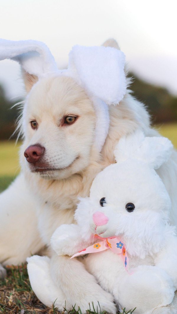 овчарка белая швейцарская