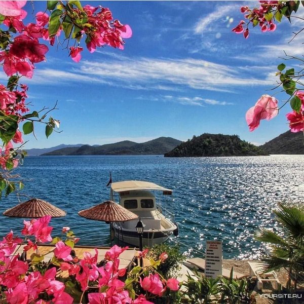 мармарис цветы