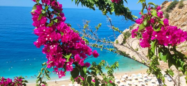 санторини греция бугенвиллия