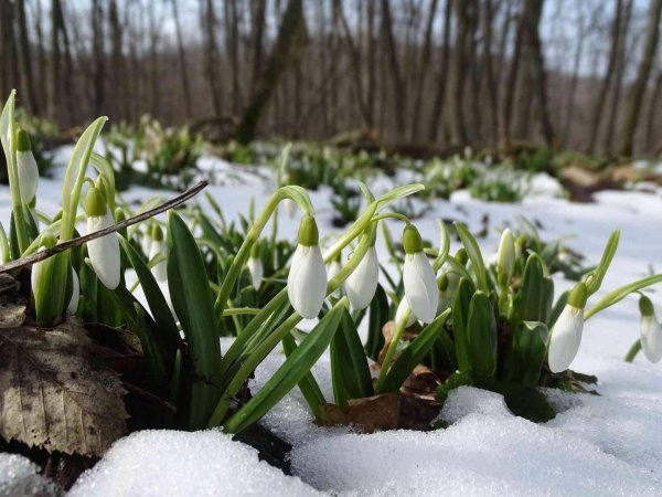 первоцветы подснежники