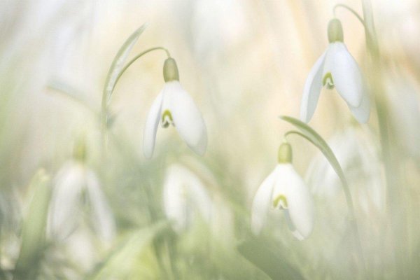 подснежники фон